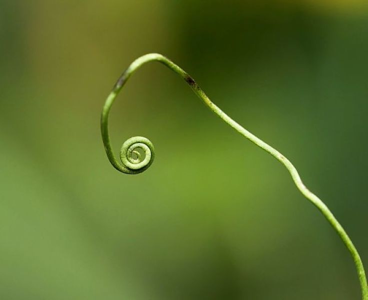 The vine tendril twists into a coil and waits 